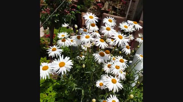 Ко жели да се спасе не треба да тражи чуда него да... смотреть онлайн