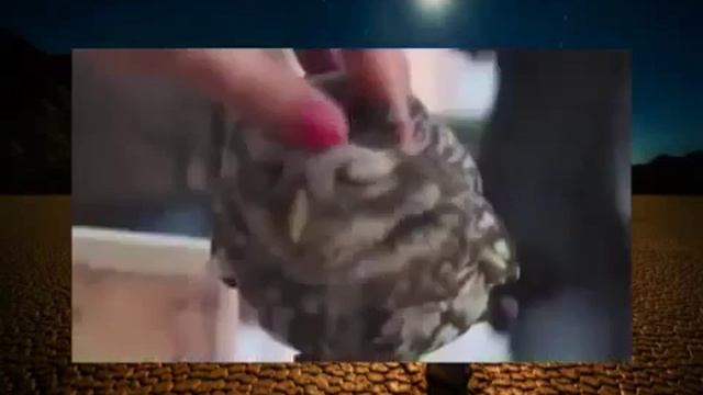 Смешные животные смешные совы смотреть онлайн