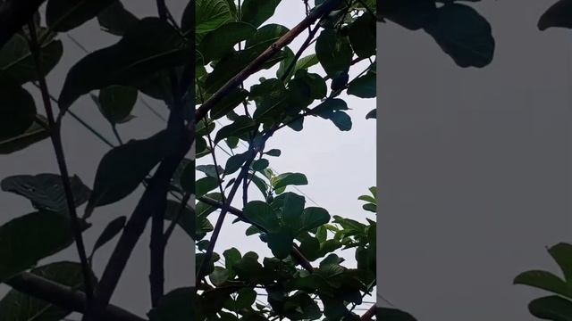 Guava Java and Calamansi смотреть онлайн