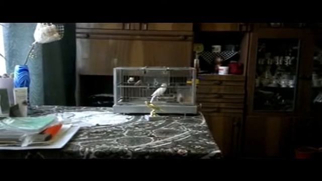 Кенар белый канараводы Донбасса смотреть онлайн