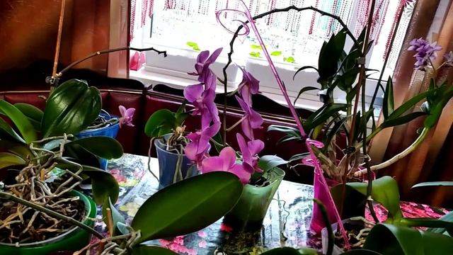 Перекись водорода для орхидей, полив смотреть онлайн