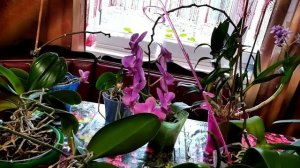 Перекись водорода для орхидей, полив