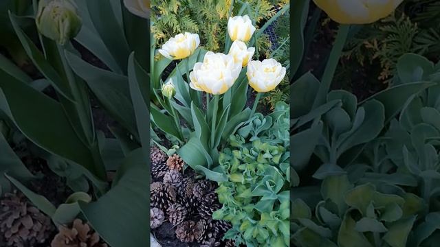 Тюльпан Flaming Evita (Флэминг Эвита) Весна 2021 смотреть онлайн