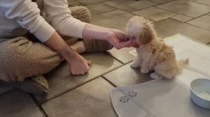 Мальтипу Пеппи- Учим  Щенка  давать Лапу🫴