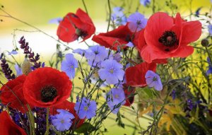 «Полевые цветы» РЕЛАКС АРТ-ТЕРАПИЯ ИМПРОВИЗАЦИЯ композитор Виктор Анохин #instrumentalmusic #music