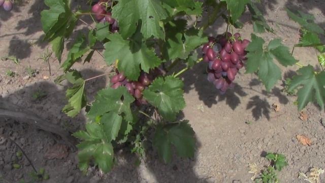 @Виноград 2019 Виноград Меркурий Новый виноград смотреть онлайн