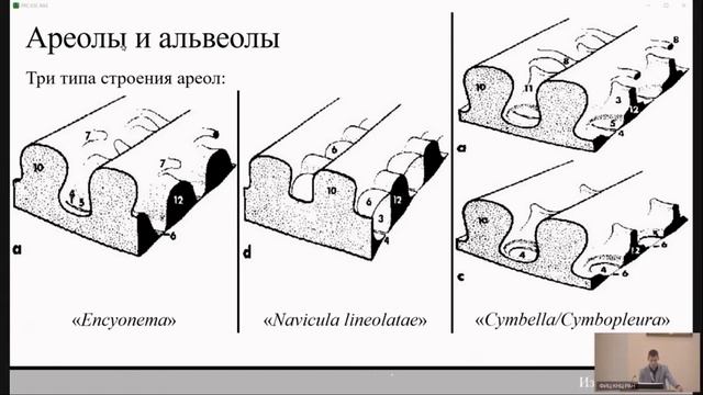 Современные систематические представления о цимбеллоидных диатомовых водорослях смотреть онлайн