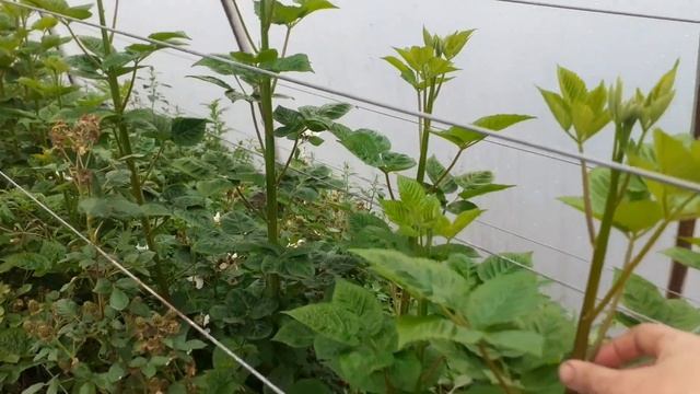 Ежевика Блэк Джем в теплице смотреть онлайн