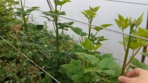 Ежевика Блэк Джем в теплице