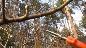 Обрезка сливы.  ПРОСТОЙ СПОСОБ СДЕРЖИВАТЬ ВЫСОТУ 10лет подряд.