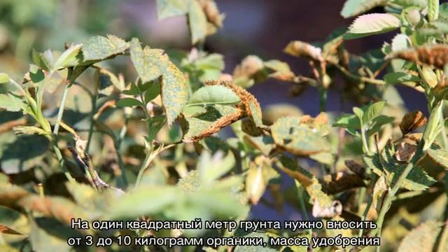 Ремонтные Революции