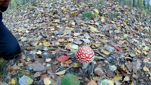 Мой Нелегальный путь в Припять! (ЧАСТЬ ПЕРВАЯ Full HD) смотреть онлайн