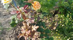 Сорт чайно- гибридной розы ГЕЙША (Тантау) - яркая,неприхотливая, ЖАРУ держит норм 5.06.22 год