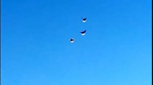 Мелитопольские голуби