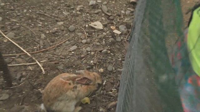 Отдых В Болгарии 2019 - Эко Парк в Каскадас Солнечный Берег смотреть онлайн