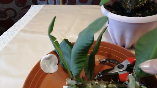 Молочай Миля. Обрезка. Как я обрезаю молочай Миля. смотреть онлайн