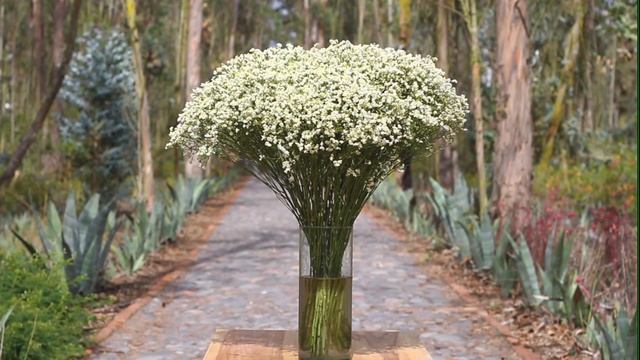 Limonium Sinensis Piña Colada смотреть онлайн