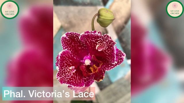 Phal. Victoria’s Lace