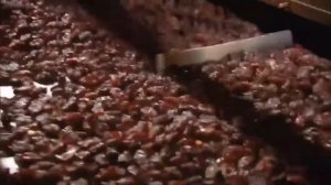 Чернослив | как делают чернослив | prunes |