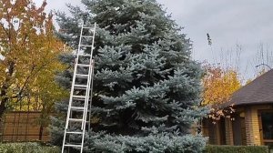 Стрижка ели. Снижение высоты и формировка.