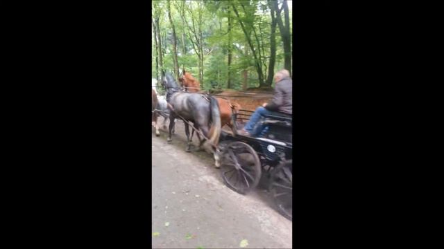 4-span Daisy - Gardenia - Felicio - Bel Ami смотреть онлайн
