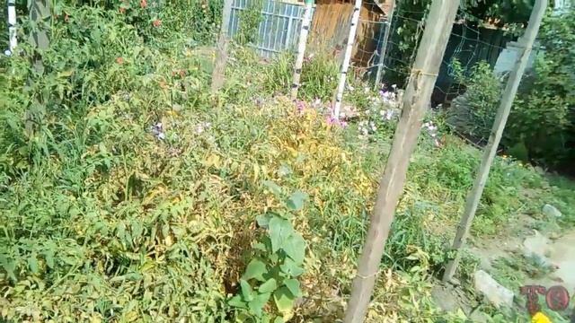 ВНУТРЕННИЙ ДВОРИК, ЦВЕТЕТ ЭУСТОМА, ВЫРАЩИВАНИЕ ЭУСТОМЫ В САДУ