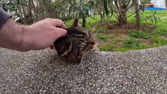 Tabby Cat Discovers the Coziest Position for Petting смотреть онлайн