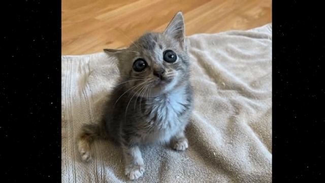 Она ПЛАКАЛА оглядывая людей и ВОЛОЧА ЗА СОБОЙ ЛАПКИ