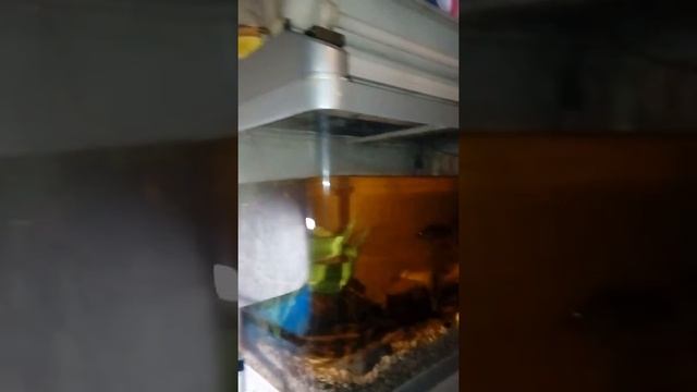 Икра гурами смотреть онлайн