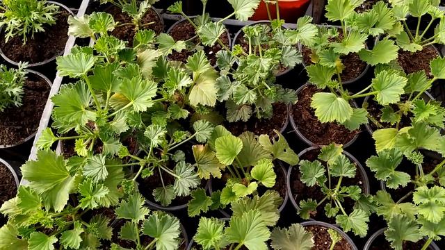 СОРТА ПЕЛАРГОНИЙ, Обзор (зональных),