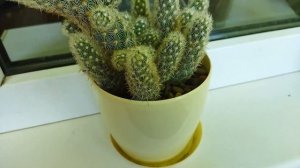 5 советов по уходу за кактусами - уход за кактусом из личного опыта