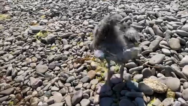 Птенец серебристой чайки. смотреть онлайн