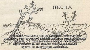 Как пересадить виноград на другое место весной