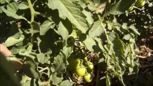 Подкормка растений борной кислотой