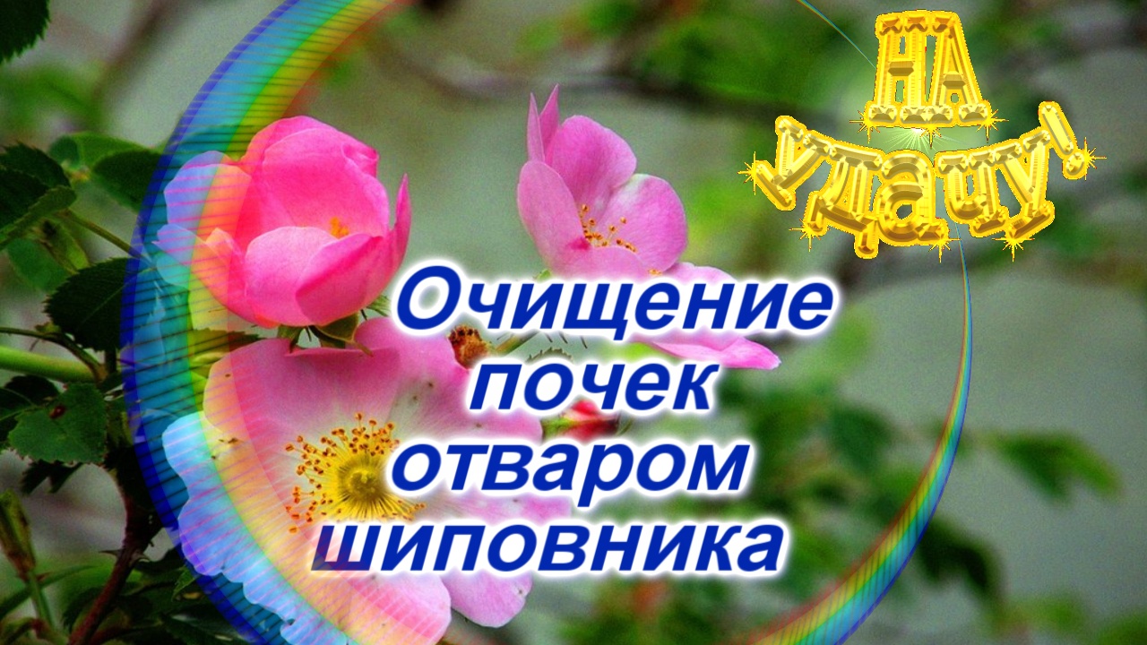Очищение почек отваром шиповника смотреть онлайн