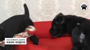 Как выбрать щенка кане корсо | Выбор щенка кане-корсо