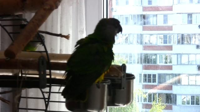 Сенегальский попугай Рокки Б умывается! смотреть онлайн