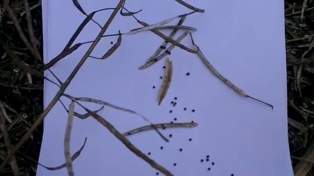 Как выглядит рапс смотреть онлайн