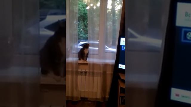 Кот Саша. От "что делать" до "кто виноват". Страдания молодого кота. смотреть онлайн