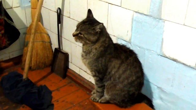 The Cat Baron P9 And The Little Rex