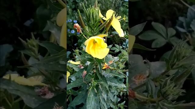 Энотера-Ночная свеча! Потрясающее зрелище. смотреть онлайн