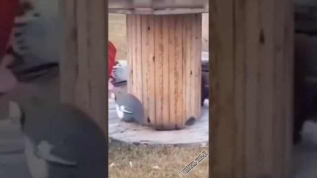 смешно смотреть онлайн