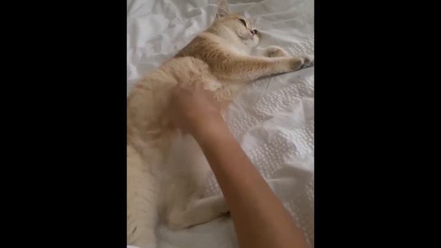 Молли. Дневной сон смотреть онлайн