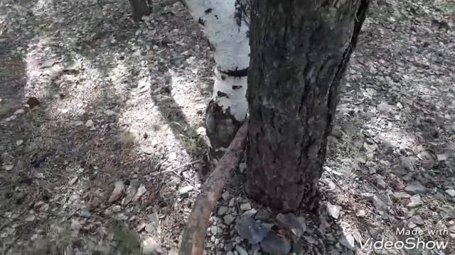 Как сломать толстую ветку смотреть онлайн