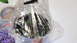 Всходы Гелиотропа - шокирующий результат. Не знаю куда теперь девать!