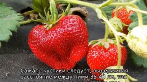 Клубника Мармелада