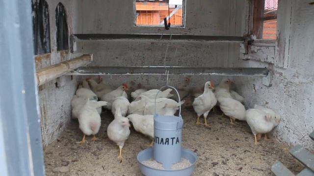 ВЕЧНАЯ БУНКЕРНАЯ КОРМУШКА ДЛЯ ЦЫПЛЯТ СВОИМИ РУКАМИ. смотреть онлайн