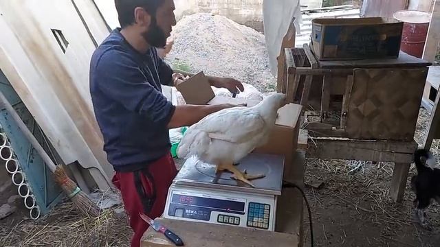 Режу и готовлю бройлера/Сделал конус для резки смотреть онлайн