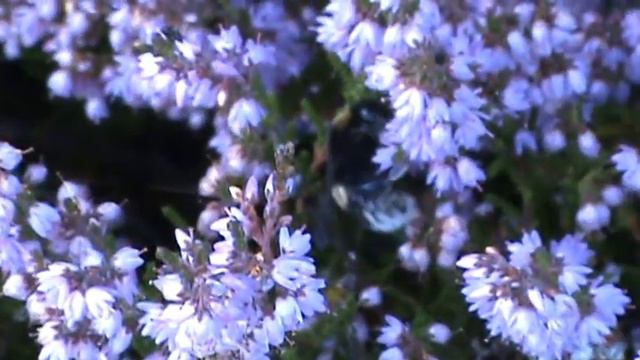 Calluna vulgaris vřes obecný albinismus a ostatní смотреть онлайн