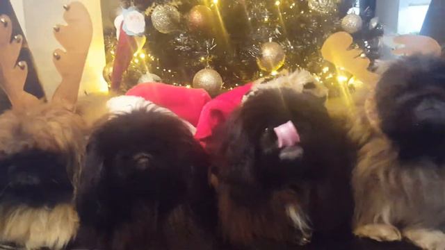 Elf your pekingese смотреть онлайн